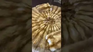 Покрывало из меха лисы круглое диаметром 2 м