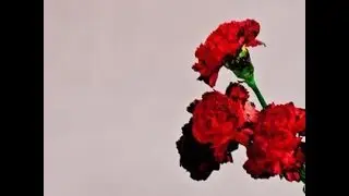 All Of Me - John Legend - Cover | Random Cover Songs