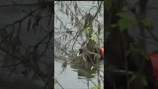 Верь своей собаке,а не своим глазам