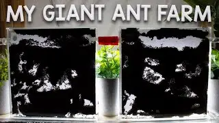 My Giant Ant Farm