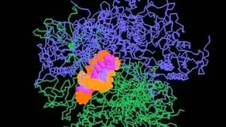 RNA polymerase II