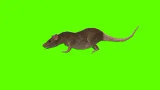 Green screen Rat video | Rat death green screen