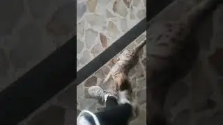 cute cat homeless. گربه بامزه کوچمون که می گه منو ببرید خونتون😃🤣