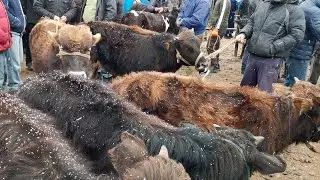 ГУСФАНДИ ХИСОРИ ЧУЗИ МОЛБОЗОР 26 ФЕВРАЛ 2021 нархи гнаҷин гусфанд бара совлуқ