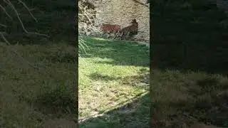 зоопарк #shortsvideo #зоопарк #shorts #краснодарскийкрай #travel #лето #геленджик
