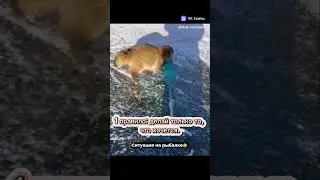 Бесстрашный лис.