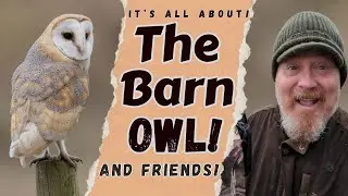 An EPIC BARN OWL ENCOUNTER!! Let's WATCH BARN OWLS TOGETHER!