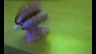walking teeth