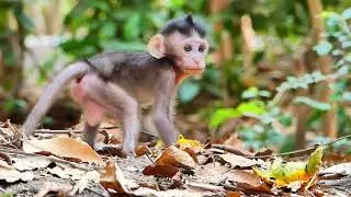 Mother and baby monkey eating mango