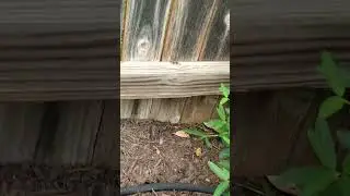 Backyard bug hunt - two-lined spittlebug froghopper