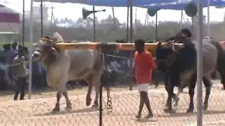 Bull Race In Vijayawada | Indira foods Ongole bulls | Ongole Bull Race in Yanamalakuduru Vijayawada