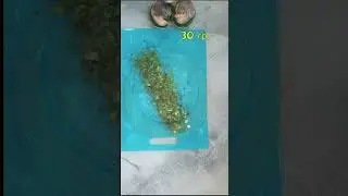 Салат из крабовых палочек с яйцами и зеленью #shorts  #салат #рецепты