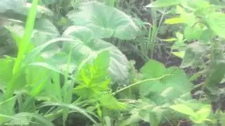 Garden update 7 29 13