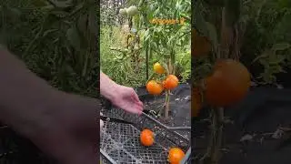 Помидоры сорта «Хурма»