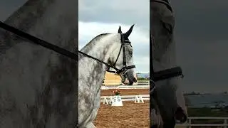Конный спорт. Выездка