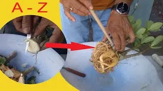 Grow Radial Roots on Your Adenium Bonsai Plant (Thai Soco)
