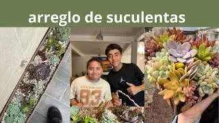 Arreglito de suculentas con mis primos
