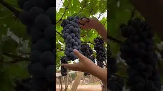 Grape Harvest Fresh From Vineyard 😎