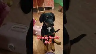 You're My Favorite #dogshorts #puppyshorts #yourmyfavorite