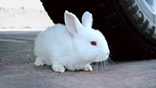 Experiment : Car vs Rabbit | Crushing Crunchy & Soft Things By Car | Crushing Crunchy Car Experiment