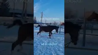 #лошади#моялюбовь#рекомендации#подпишись#мояжизнь