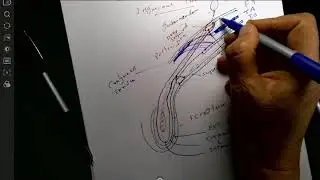 Inguinal canal and hernia MP4