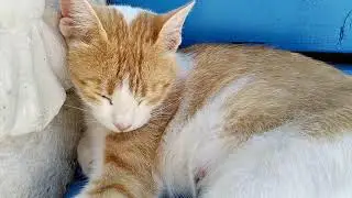 Кот у Лукоморья