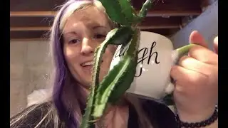 Training a Dragonfruit Tree (Rope Method)