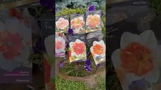 Время выбирать и покупать нарциссы и другие луковичные!