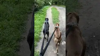 Родители щенков💪🏻Вечерний выгул🔥#щенки #pitbull #питбуль #dogtraining #puppy #питбультерьер #апбт