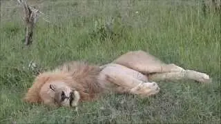 Notch Coalition of big male lions - Masai Mara