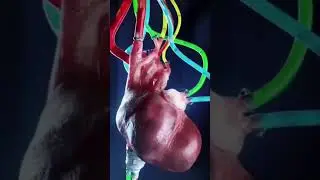 heart beating dhak dhak 💓 💖