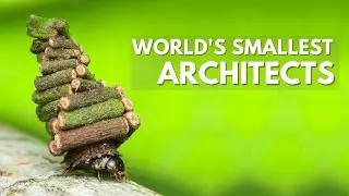 Moth Caterpillars Build Tiny Log Cabins