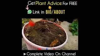 How To Make Leaf Compost At Home Step by Step?
