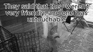 I put a Trail Cam in our Rescue Cats Enclosure to See what They Do at Night #cat #trailcam #rescue