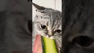 жрат #шайлураптор #индоминусяйца
