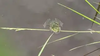 Жор карася в начале лета!