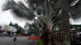Kemegahan Masjid Agung An Nuur Kota Batu Malang