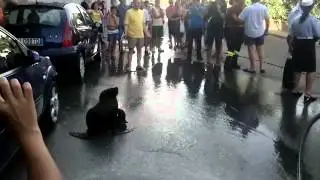 Milazzo, una foca blocca il traffico