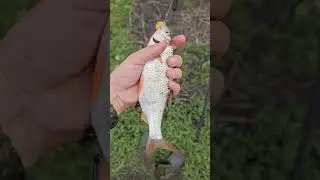 А поклёвка была как будто амурячая!