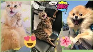 самое веселое видео про котиков и других животных🐈смешные и милые котики