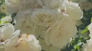 6/1/24 flowers at the Edward Dean Museum