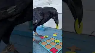 #animal #ravenbird #raven #ворона #birds #commonraven #воронгоша