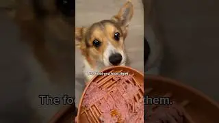 My Corgis Have Never Been Healthier on a Raw Diet