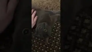 Кот жалуется😻💝😽 