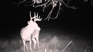 Mock Scrape in Kentucky
