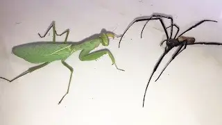 Lion Spider Vs. Praying Mantis #wildlife #wildlifephotography