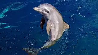 Amazing #dolphinshow Beijing China 🤩🐬💙🐬🤩 #seacreatures