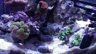Biocube14 ai prime update