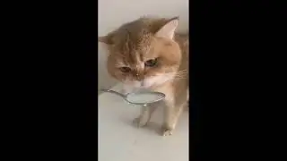 All these cats are so cute and so cute and so cute, aren't they?🐱🐱🐱। cat. cats. cat lover. #shorts